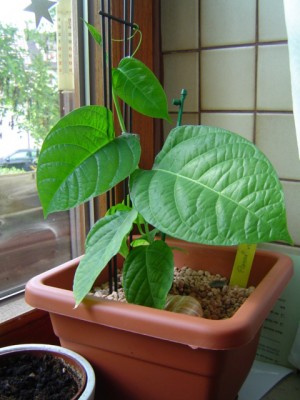 rote Passi 5.9.06.JPG