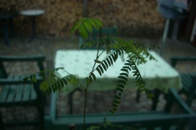 CIMG0503.JPG