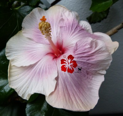 tahitian Pretty Purple 27112012  green.jpg