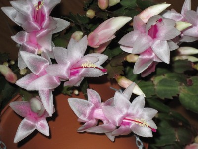 IMG_0551 Schlumbergera (06) weiß.jpg