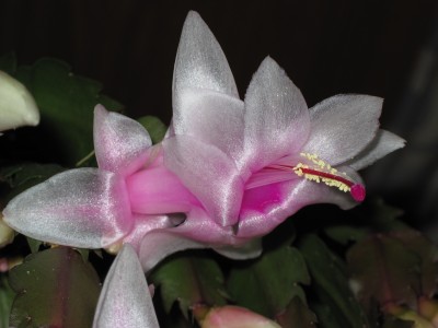 IMG_0553 Schlumbergera (06) weiß.jpg