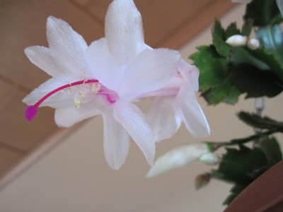 IMG_6235 Schlumbergera (06) weiß (von Nov 2010).jpg