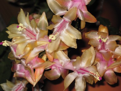 IMG_0550 Schlumbergera (09) Thor Alec.jpg