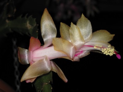 IMG_0556 Schlumbergera (09) Thor Alec.jpg