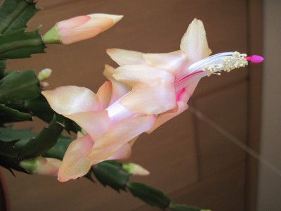 IMG_6169 Schlumbergera (09) Thor Alec (von Nov 2010).jpg