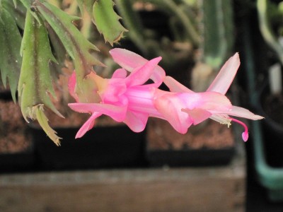IMG_3946 Schlumbergera (09) Thor Alec (von Feb 2010).jpg