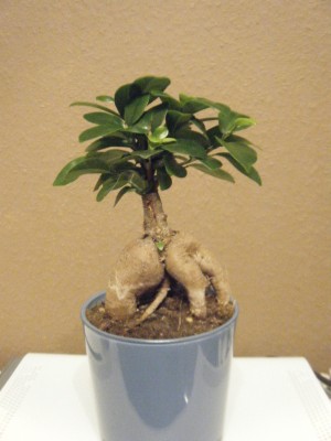 Ficus Ginseng.JPG
