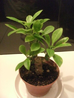 zweite neue Unbekannte am 27.11.2012.jpg