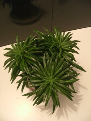 neue Unbekannte am 27.11.2012.jpg