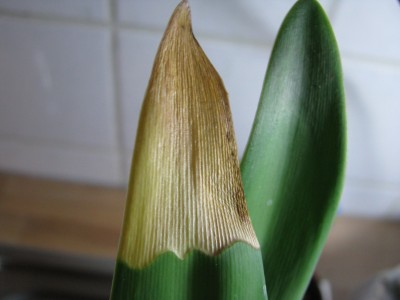Ama Wellen-Panaschierung.jpg