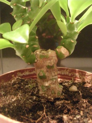 zweite neue Unbekannte.jpg