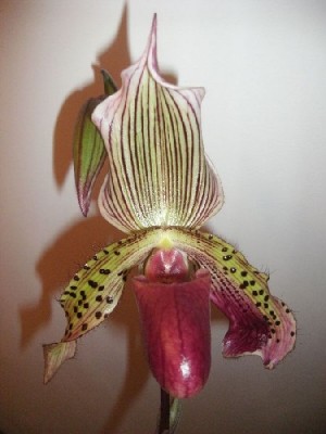 Paphiopedilum I Ansonii Blüte am 27.11.2012.jpg