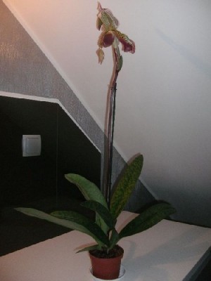 Paphiopedilum I Ansonii am 27.11.2012.jpg