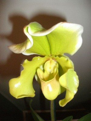 Paphiopedilum Golden Acres x Helladero Blüte am 27.11.2012.jpg