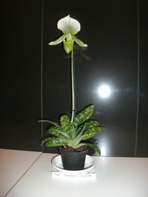 Paphiopedilum Maudiae Charlotte am 27.11.2012.jpg
