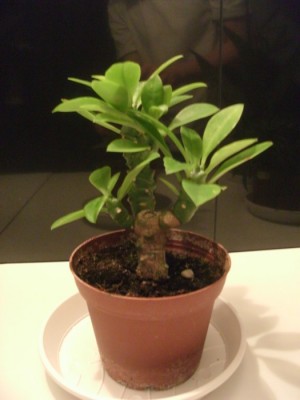 zweite neue Unbekannte b.JPG