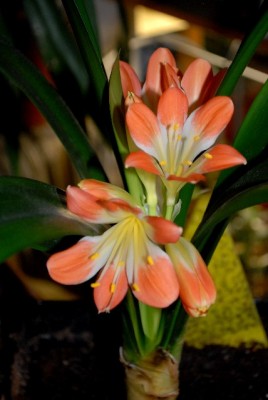 Clivia2012 006yy.jpg