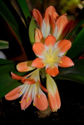 Clivia2012 005yy.jpg