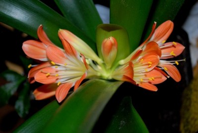 Clivia2012 004yy.jpg