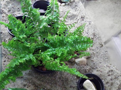 Dicksonia_antarctica_01.jpg