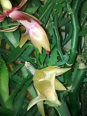 ..Schlumbi Thor Alec...Vergleichsbild mit Schlumbi Golden Sun.JPG