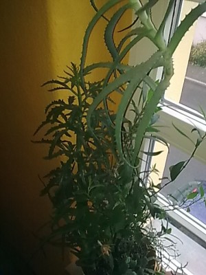 ..Schlumbi im Mix Topf....JPG