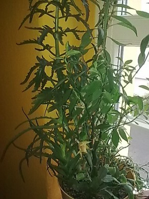 ..Schlumbi im Mix Topf...JPG