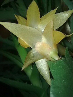 ..Schlumbi Thor Alec...JPG