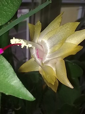 ..Schlumbi Thor Alec.JPG