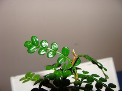 Meine Bilder 1569a.jpg