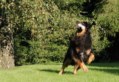 du plödes Eichhörnchen kriegst es nicht.jpg