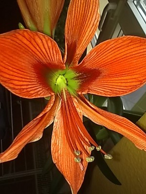 ..Hippeastrum aulicum.......JPG