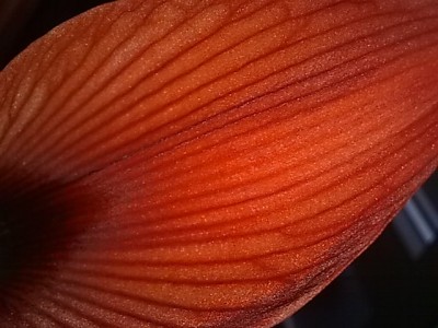 ..Hippeastrum aulicum......JPG
