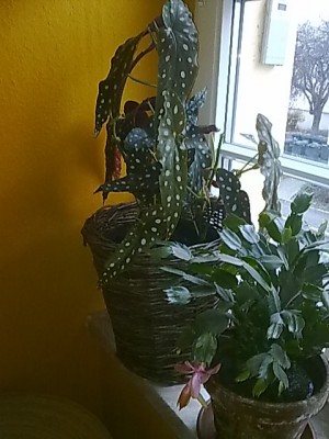 ..Begonia maculata wigthii....JPG