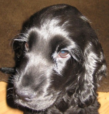 Finn war beim Friseur....jpg