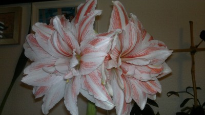 2012-11-28-203.jpg
