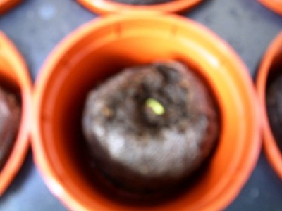 PICT0315.JPG
