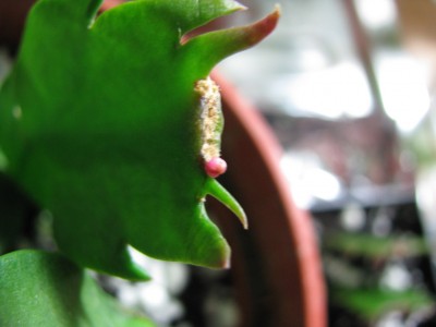 Schlumbi Bällchen 2.jpg