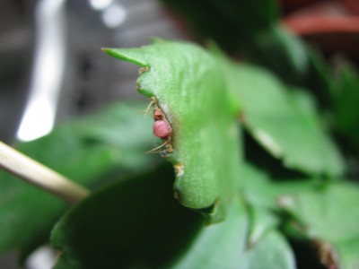 Schlumbi Bällchen.jpg