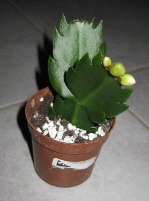 Neuer Schlumbi_7982.JPG