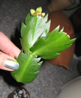 Neuer Schlumbi_7973.JPG