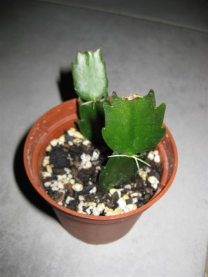 bewurzelte Stecklinge gelber Schlumbi_7981.JPG