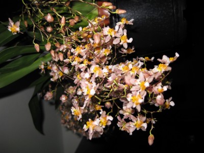 Oncidium_7976.JPG