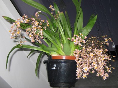 Oncidium_7975.JPG