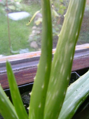 aloe vera 002.JPG
