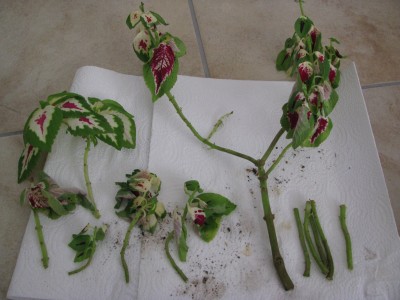 Coleus 4.jpg