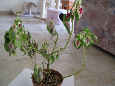 Coleus.jpg