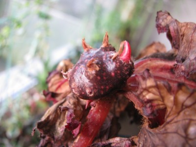 Begonia Rex Etwas 2.jpg