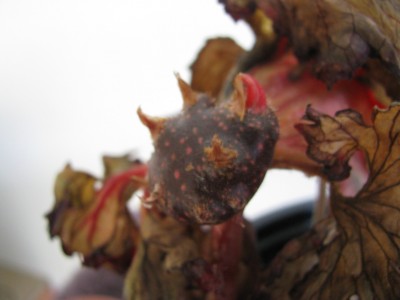 Begonia Rex Etwas.jpg