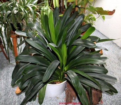 clivia_2012.jpg